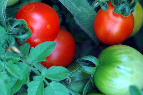 Ripe tomatoes are a sign of the height of summer.