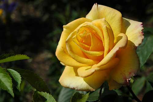 [photo of a yellow rose]