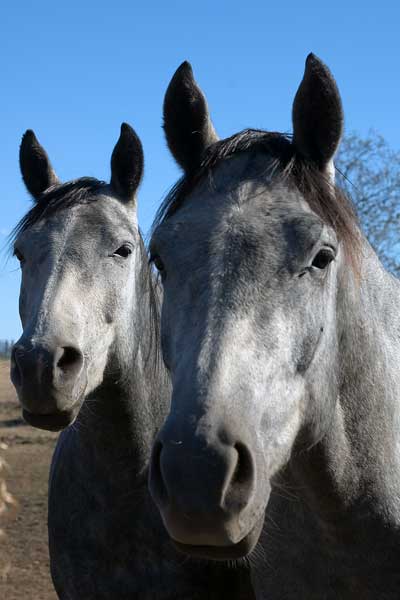 These horses liked the attention they were receiving...