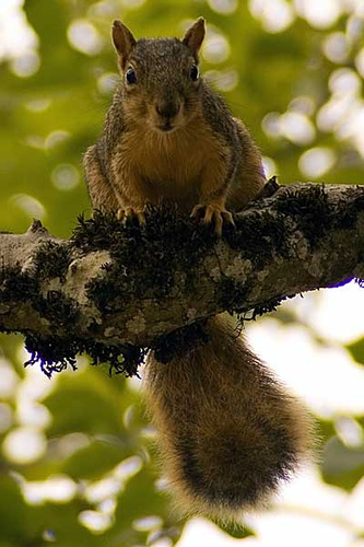 This little bugger wouldn't shut up: chit chit chit chit chit chit chit