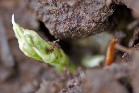 A sprout!