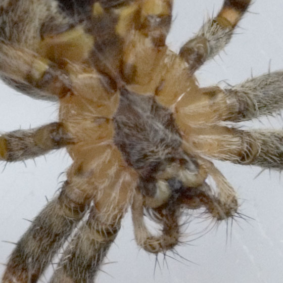 [a macro shot of a nasty looking spider]