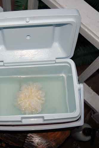 Maybe the deluxe model sponge bath comes without cats