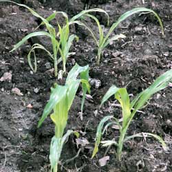 The corn isn't exactly thriving, but it's growing