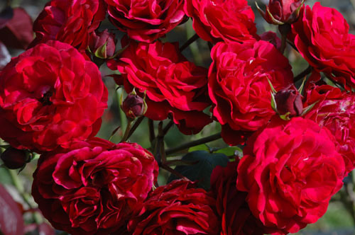 Kris' roses are in full bloom