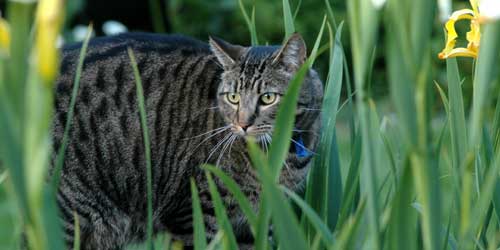 Simon on the birdbath, hidden amongst the irises