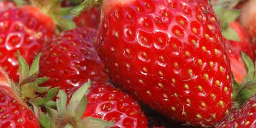 We're picking a bowlful of strawberries every couple of days